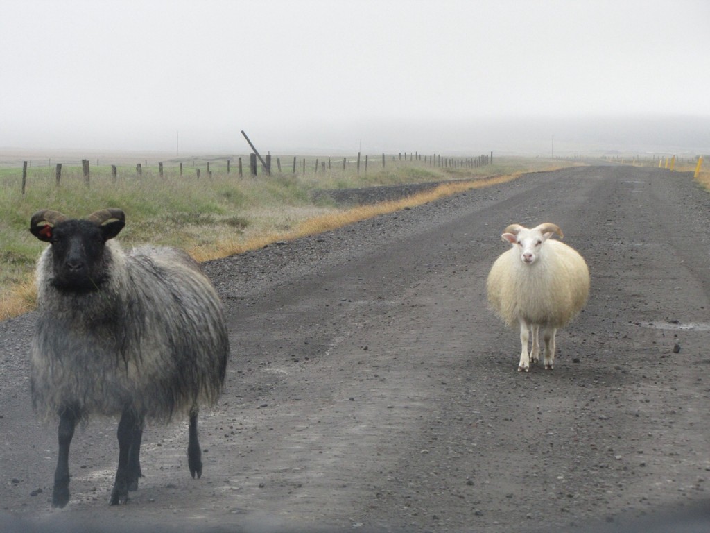Isländska får som hoppat över gärdsgården